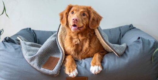 Keep your Dog Warm this Winter with these 7 ImPAWtant Tips
